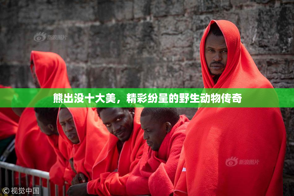 熊出没十大美，精彩纷呈的野生动物传奇