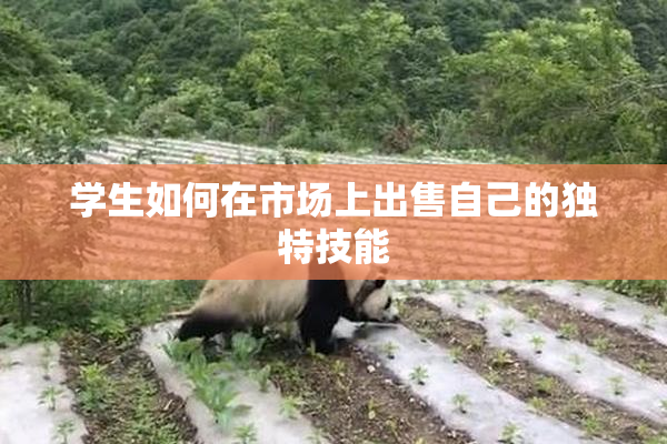 学生如何在市场上出售自己的独特技能