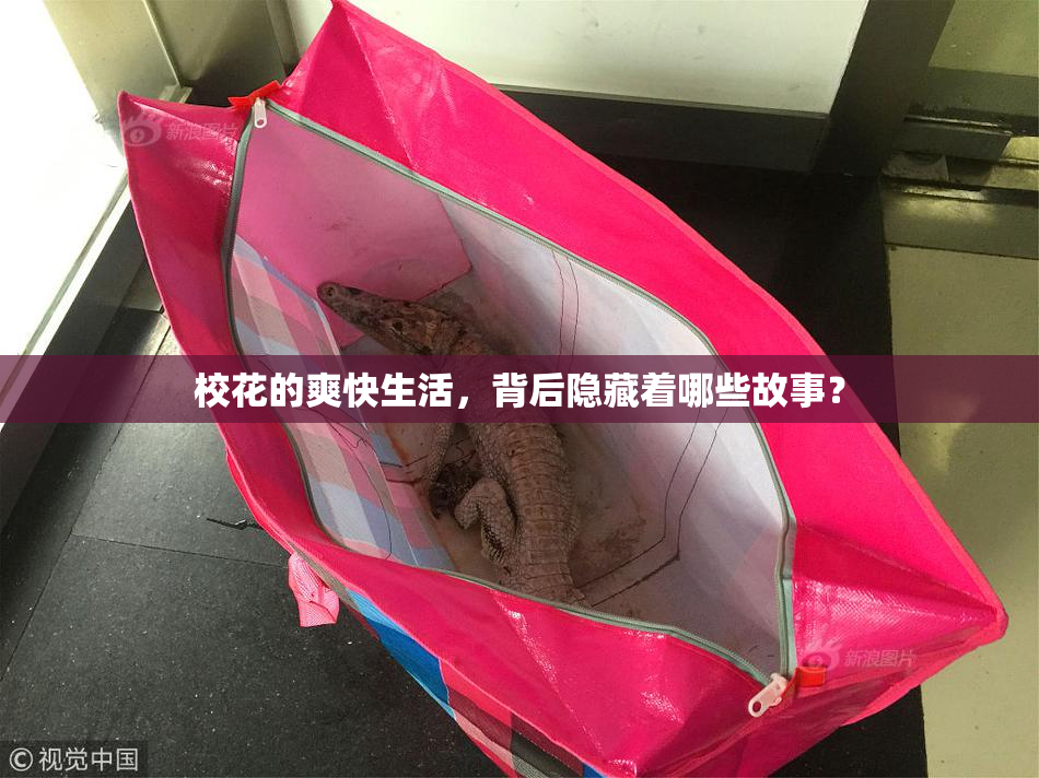 校花的爽快生活，背后隐藏着哪些故事？