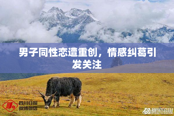 男子同性恋遭重创，情感纠葛引发关注