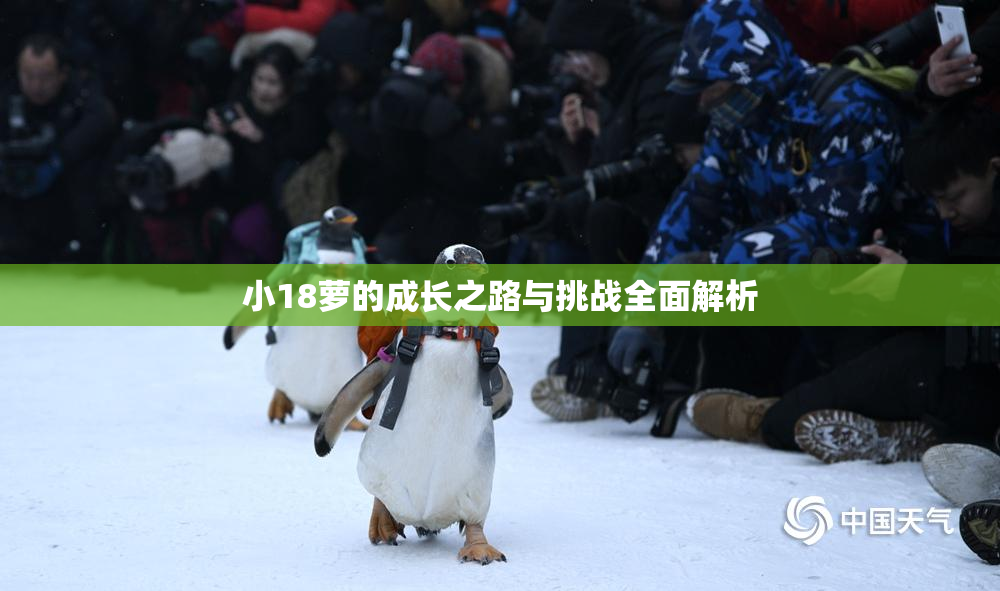 小18萝的成长之路与挑战全面解析