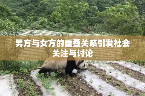 男方与女方的重叠关系引发社会关注与讨论