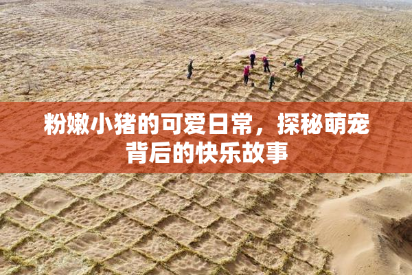 粉嫩小猪的可爱日常，探秘萌宠背后的快乐故事