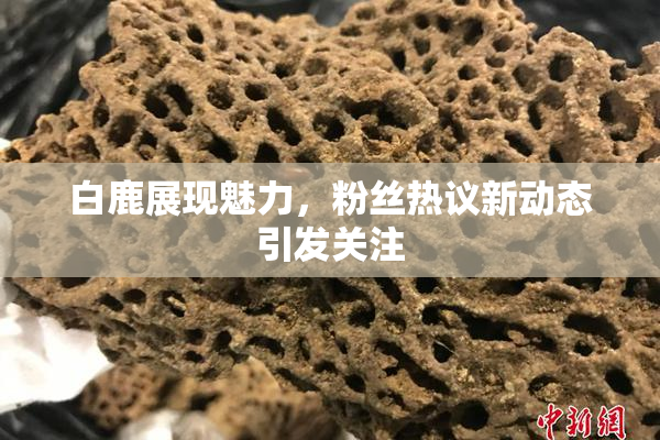 白鹿展现魅力，粉丝热议新动态引发关注