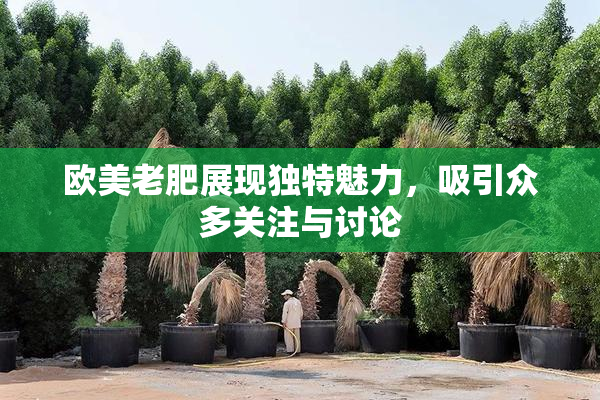 欧美老肥展现独特魅力，吸引众多关注与讨论