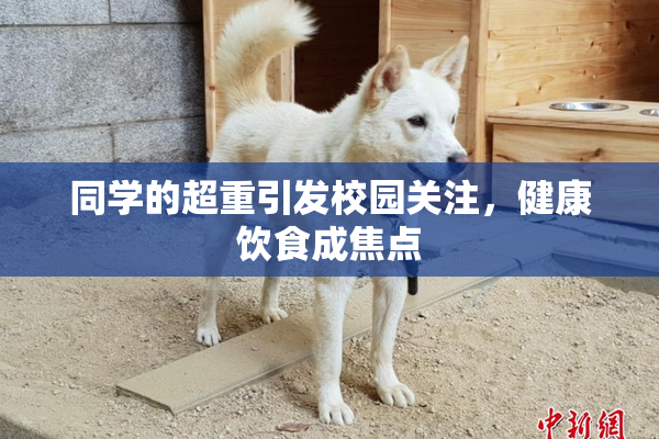 同学的超重引发校园关注，健康饮食成焦点