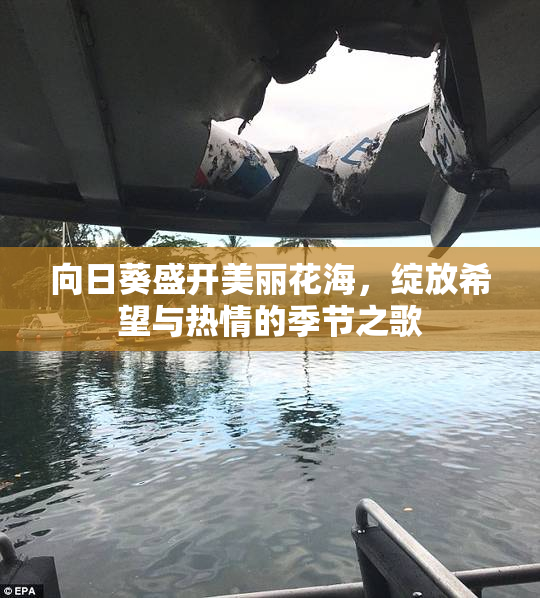 向日葵盛开美丽花海，绽放希望与热情的季节之歌