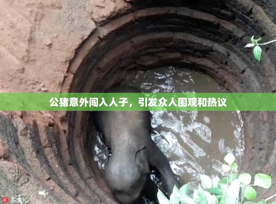 公猪意外闯入人子，引发众人围观和热议