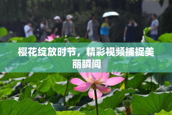 樱花绽放时节，精彩视频捕捉美丽瞬间