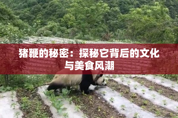 猪鞭的秘密：探秘它背后的文化与美食风潮