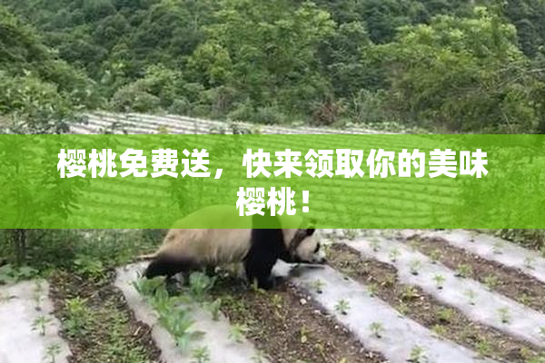 樱桃免费送，快来领取你的美味樱桃！