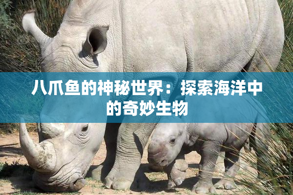 八爪鱼的神秘世界：探索海洋中的奇妙生物