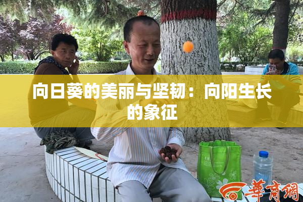 向日葵的美丽与坚韧：向阳生长的象征