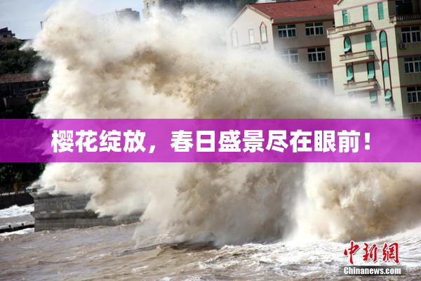樱花绽放，春日盛景尽在眼前！