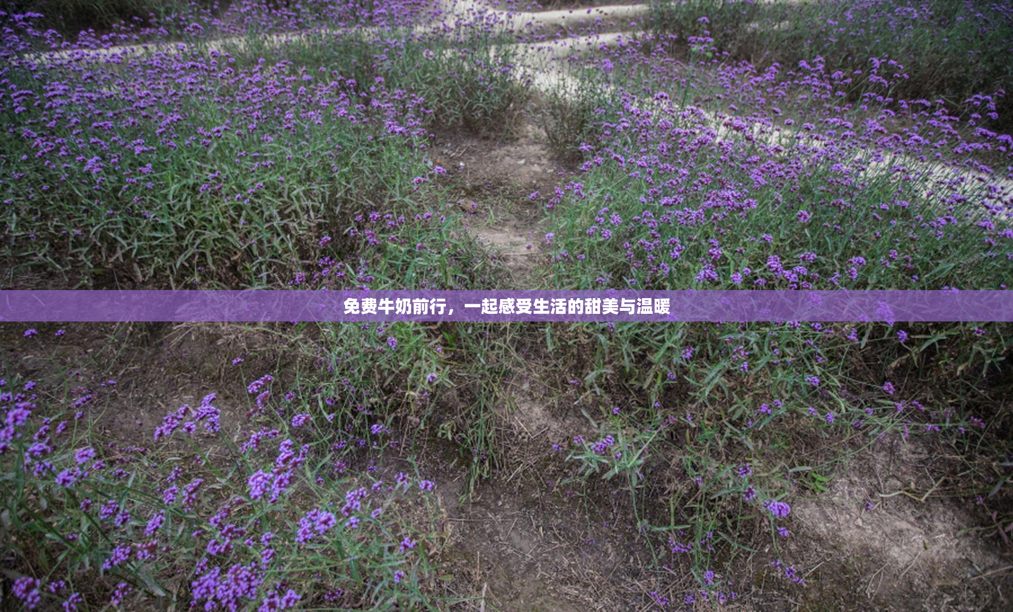 免费牛奶前行，一起感受生活的甜美与温暖