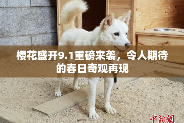 樱花盛开9.1重磅来袭，令人期待的春日奇观再现
