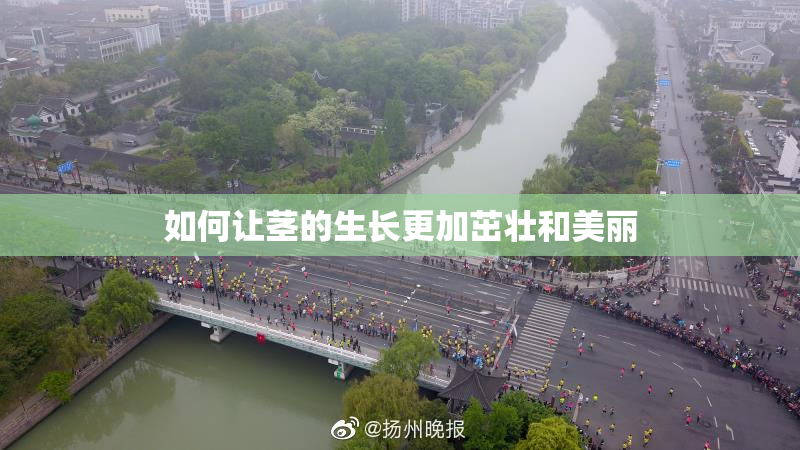 如何让茎的生长更加茁壮和美丽