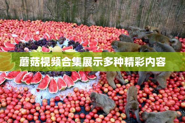 蘑菇视频合集展示多种精彩内容