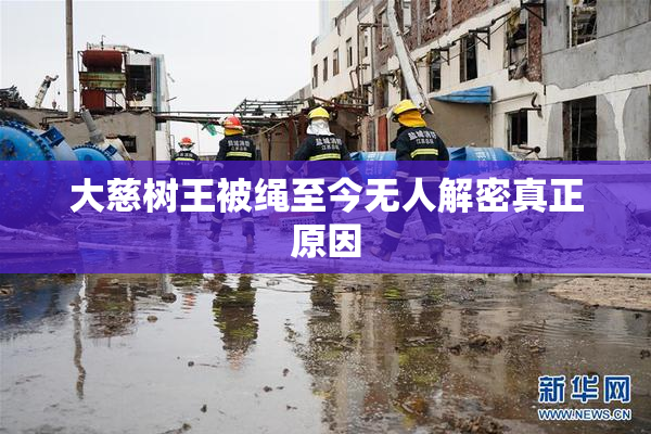 大慈树王被绳至今无人解密真正原因