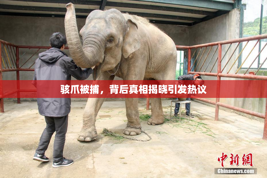 骇爪被捕，背后真相揭晓引发热议