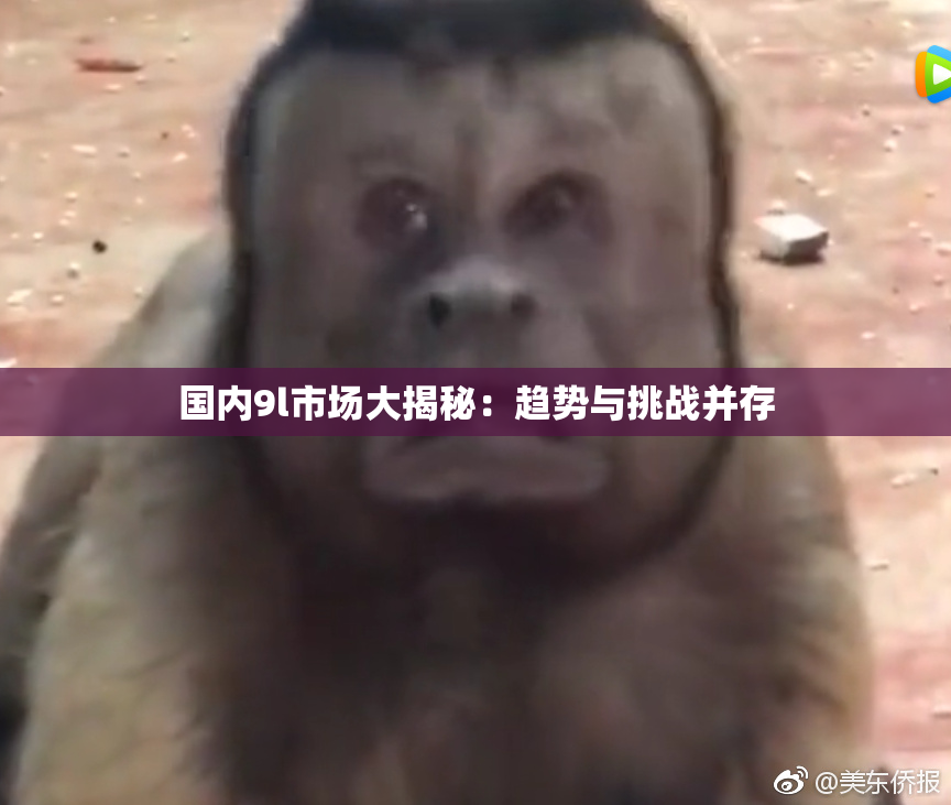 国内9l市场大揭秘：趋势与挑战并存