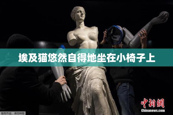 埃及猫悠然自得地坐在小椅子上