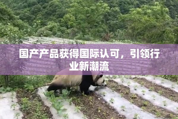 国产产品获得国际认可，引领行业新潮流
