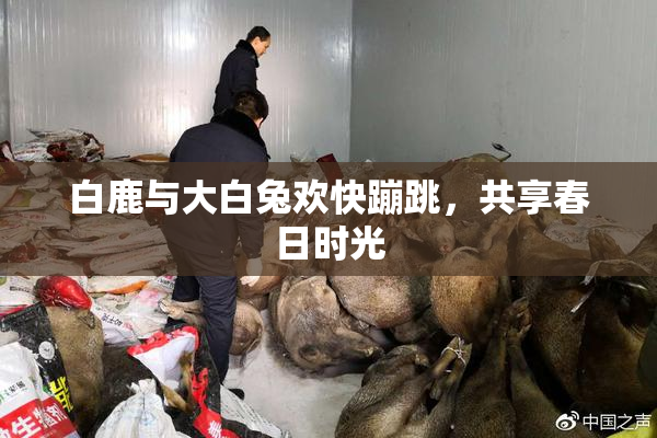 白鹿与大白兔欢快蹦跳，共享春日时光