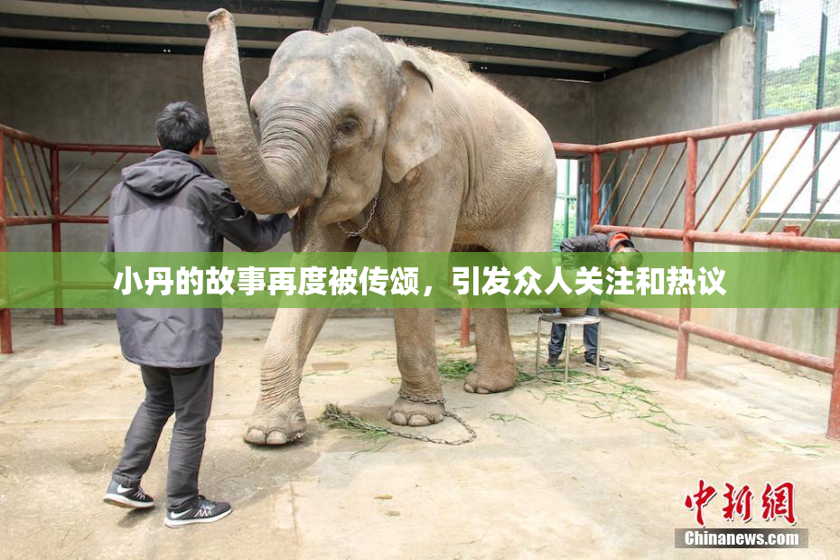 小丹的故事再度被传颂，引发众人关注和热议
