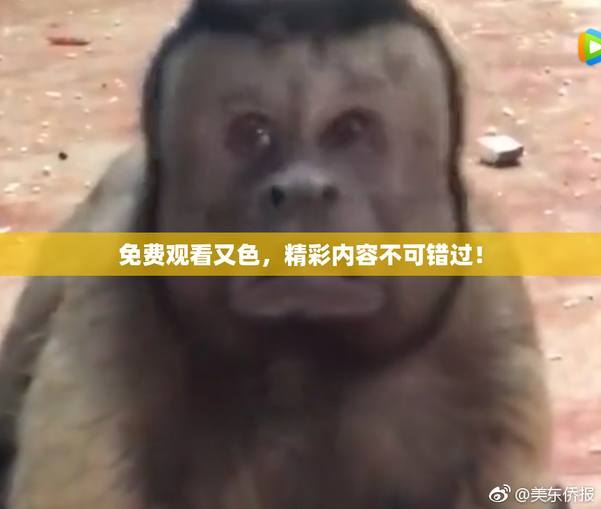 免费观看又色，精彩内容不可错过！