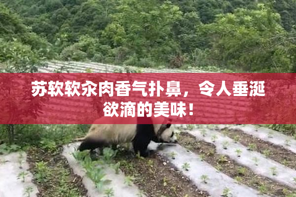 苏软软汆肉香气扑鼻，令人垂涎欲滴的美味！