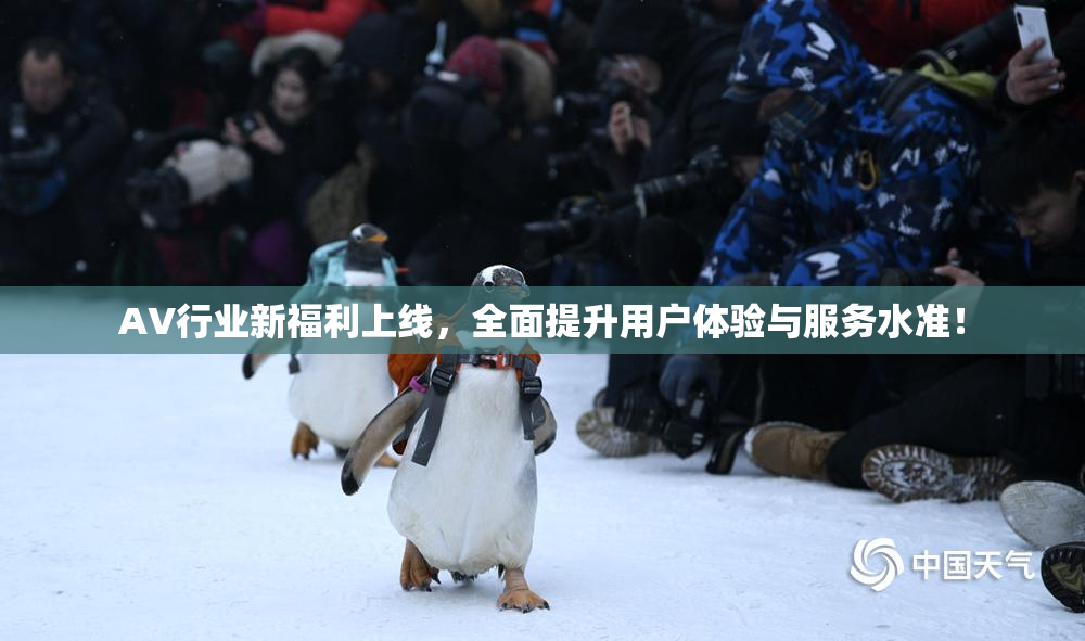 AV行业新福利上线，全面提升用户体验与服务水准！