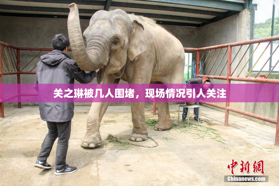 关之琳被几人围堵，现场情况引人关注