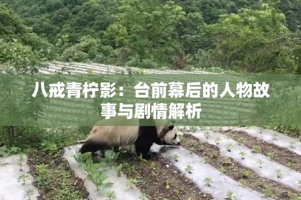八戒青柠影：台前幕后的人物故事与剧情解析