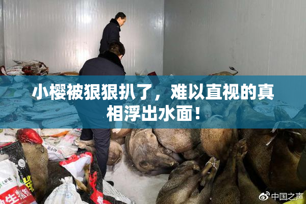 小樱被狠狠扒了，难以直视的真相浮出水面！