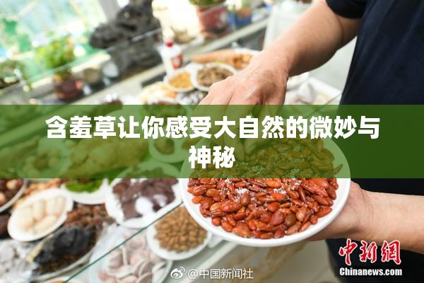 含羞草让你感受大自然的微妙与神秘