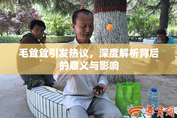 毛耸耸引发热议，深度解析背后的意义与影响