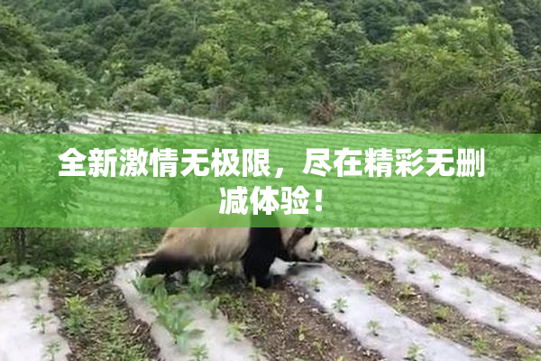 全新激情无极限，尽在精彩无删减体验！