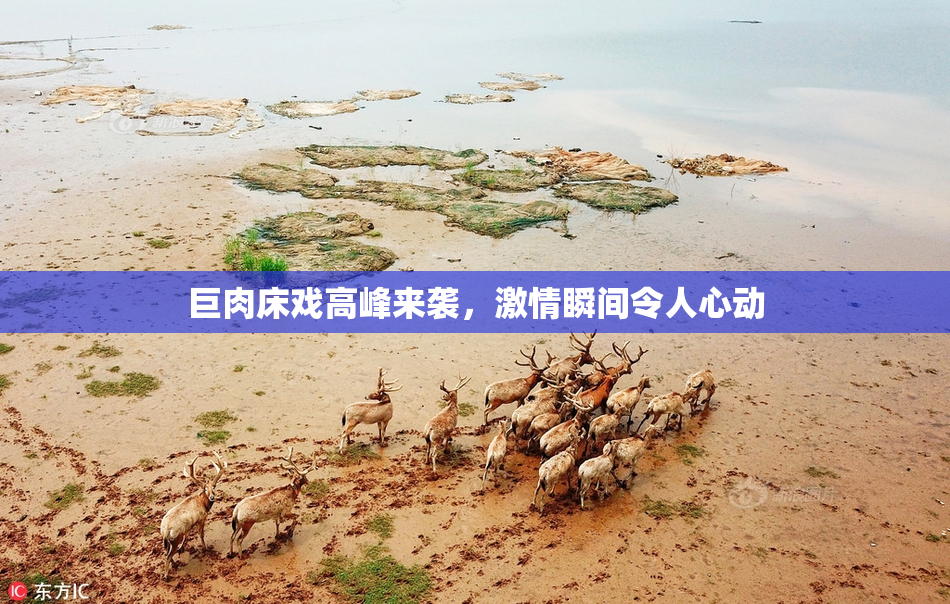 巨肉床戏高峰来袭，激情瞬间令人心动