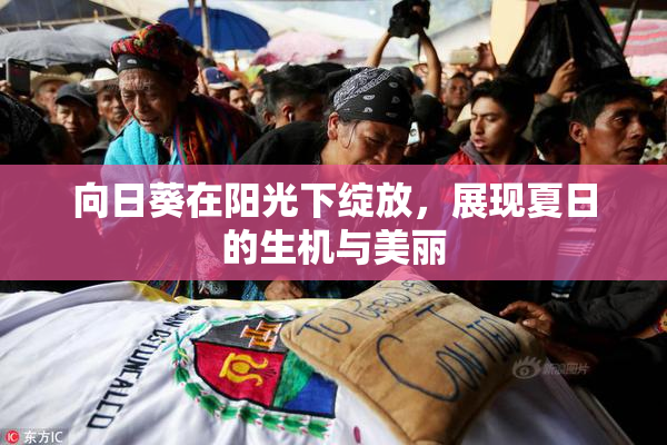 向日葵在阳光下绽放，展现夏日的生机与美丽