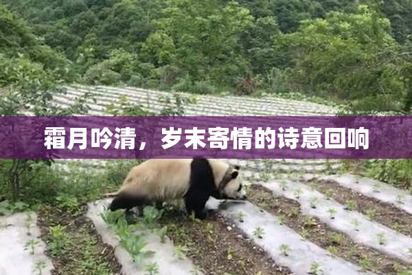 霜月吟清，岁末寄情的诗意回响