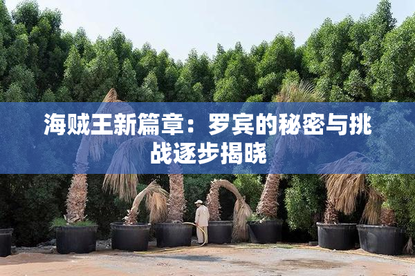 海贼王新篇章：罗宾的秘密与挑战逐步揭晓