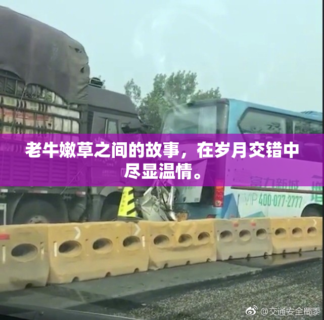 老牛嫩草之间的故事，在岁月交错中尽显温情。