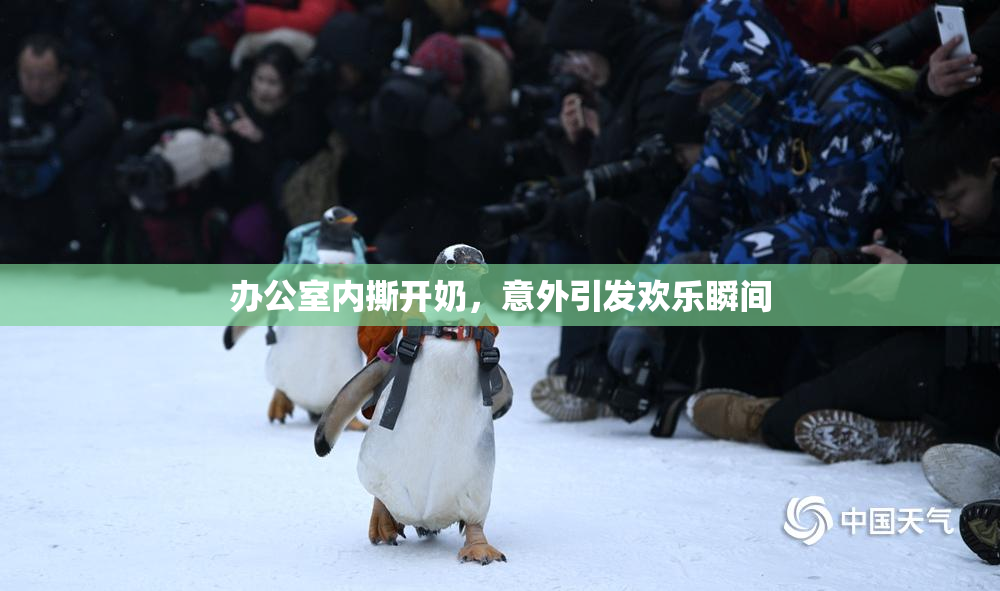 办公室内撕开奶，意外引发欢乐瞬间