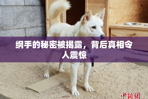 纲手的秘密被揭露，背后真相令人震惊