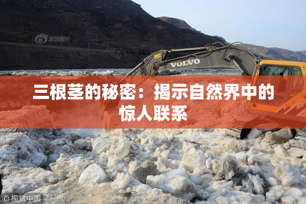 三根茎的秘密：揭示自然界中的惊人联系