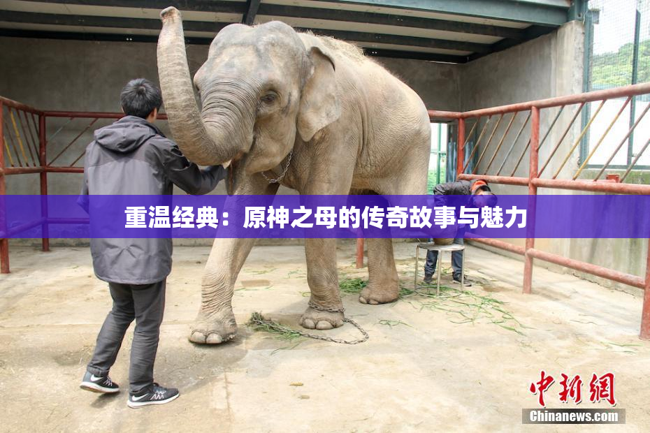 重温经典：原神之母的传奇故事与魅力