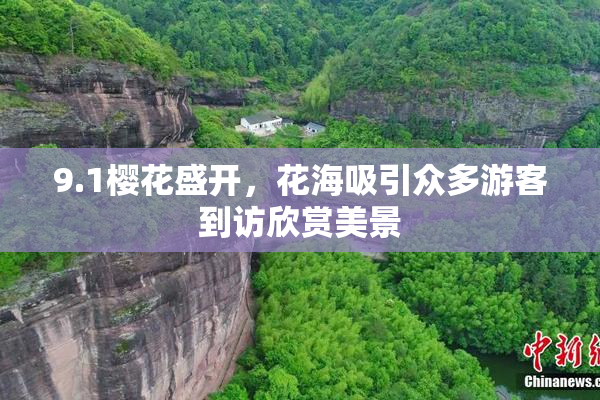 9.1樱花盛开，花海吸引众多游客到访欣赏美景