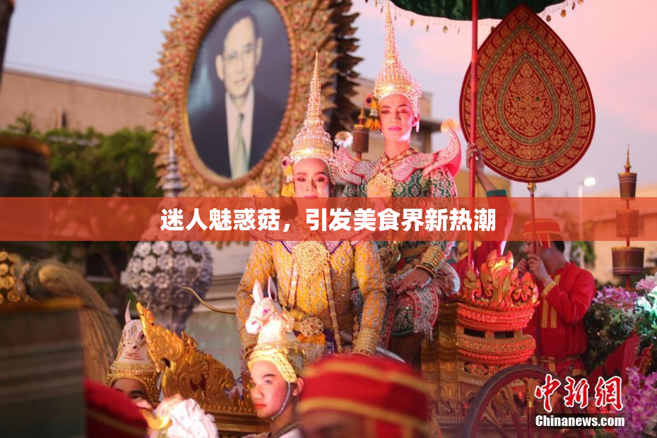 迷人魅惑菇，引发美食界新热潮