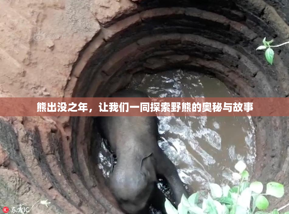熊出没之年，让我们一同探索野熊的奥秘与故事